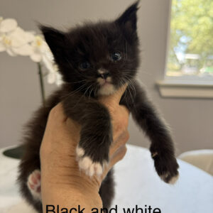 Tuxedo - Black and White Male Maine Coon Kitten