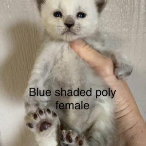 Powder - Blue Shaded Female Poly Maine Coon Kitten