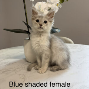Sterling - Blue Shaded Female Maine Coon Kitten