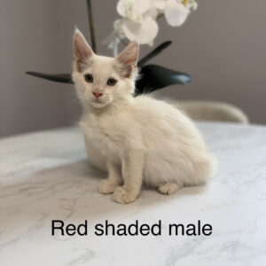 Ivory - Red Shaded Male Maine Coon Kitten