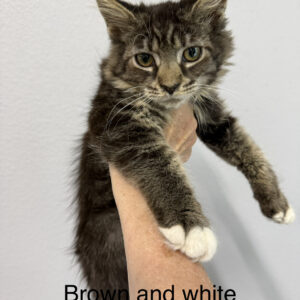 Hazel - Brown Tabby w/ White Female Maine Coon Kitten