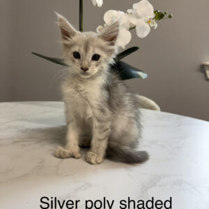 Silver Belle - Silver Shaded Female Poly Maine Coon Kitten