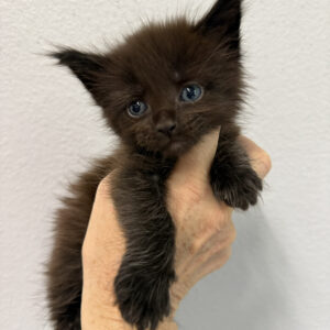 Midnight - Black Male Maine Coon Kitten
