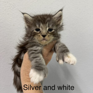 Glacier - Silver and White Male Poly Maine Coon Kitten