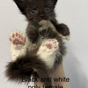 Domino - Black and White Female Poly Maine Coon Kitten