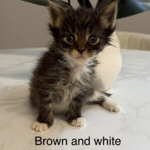 Cocoa - Brown w/ White Female Maine Coon Kitten