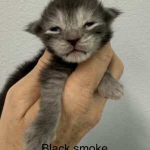 Shadow - Black Smoke Female Maine Coon Kitten