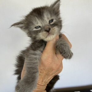 Ash - Black Smoke Female Maine Coon Kitten