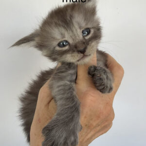 Cinder - Black Smoke Male Poly Maine Coon Kitten