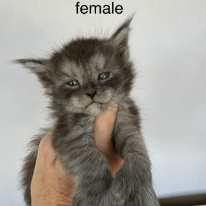 Slate - Black Smoke Female Poly Maine Coon Kitten