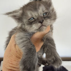 Shadow - Black Smoke Male Poly Maine Coon Kitten
