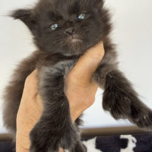 Obsidian - Black Male Poly Maine Coon Kitten