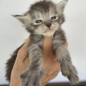 Flint - Silver Male Maine Coon Kitten