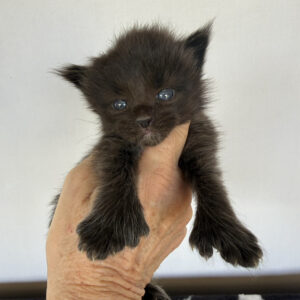 Licorice - Black Female Poly Maine Coon Kitten