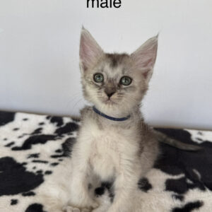 Stellan - Silver Shaded Male Poly Maine Coon Kitten