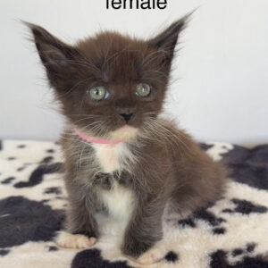 Domino - Black and White Female Poly Maine Coon Kitten