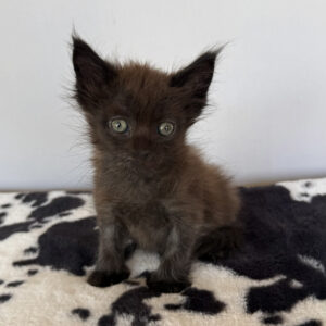 Raven - Black Male Maine Coon Kitten