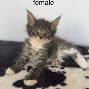 Hazel - Brown Tabby w/ White Female Maine Coon Kitten