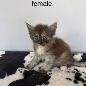 Ember - Black Smoke Tortie Female Maine Coon Kitten