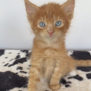 Copper - Red Male Maine Coon Kitten