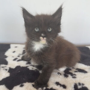 Tuxedo - Black and White Male Maine Coon Kitten