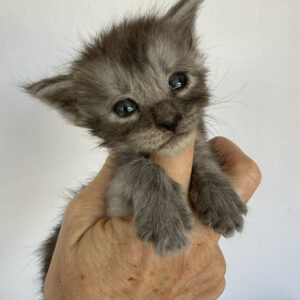 Smokey - Black Smoke Female Maine Coon Kitten