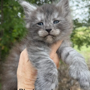 Cinder - Black Smoke Female Poly Maine Coon Kitten