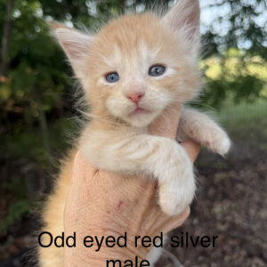 Saffron - Red Silver Male Maine Coon Kitten