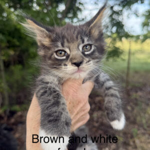 Hazel - Brown Tabby w/ White Female Maine Coon Kitten