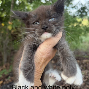 Mittens - Black and White Female Poly Maine Coon Kitten