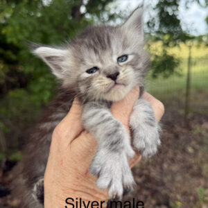 Silverado - Silver Male Maine Coon Kitten