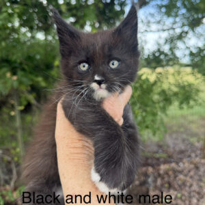 Tuxedo - Black and White Male Maine Coon Kitten