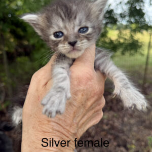 Misty - Silver Female Maine Coon Kitten