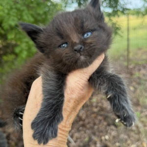 Obsidian - Black Male Maine Coon Kitten