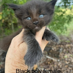 Raven - Black Female Poly Maine Coon Kitten