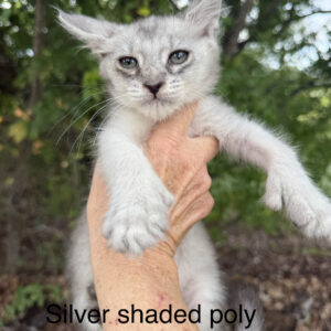 Argent - Silver Shaded Male Poly Maine Coon Kitten