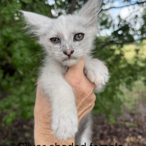 Pearl - Silver Shaded Female Maine Coon Kitten