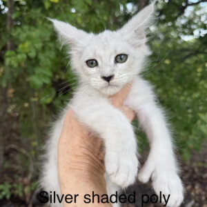 Frost - Silver Shaded Female Poly Maine Coon Kitten