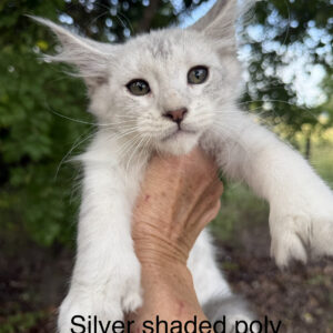 Silvie - Silver Shaded Female Poly Maine Coon Kitten