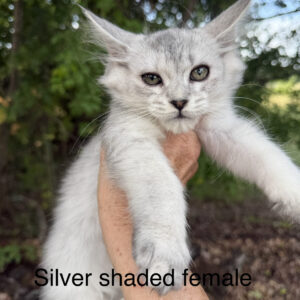 Luna - Silver Shaded Female Maine Coon Kitten
