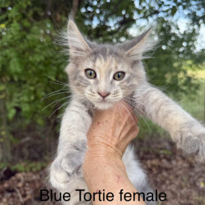 Dusk - Blue Tortie Female Maine Coon Kitten