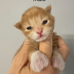 Rusty - Red and White Male Poly Maine Coon Kitten