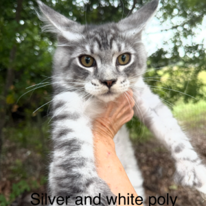 Silver & White Poly Male Maine Coon Kitten