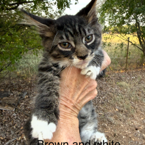 Brown & White Female Maine Coon Kitten