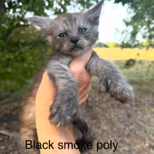 Slate - Black Smoke Male Poly Maine Coon Kitten