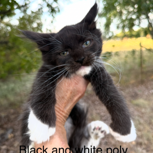 Tuxedo - Black and White Female Poly Maine Coon Kitten
