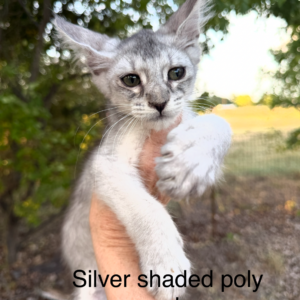 Glacier - Silver Shaded Male Poly Maine Coon Kitten
