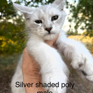 Frost - Silver Shaded Male Poly Maine Coon Kitten