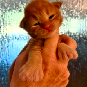 Copper - Red Male Poly Maine Coon Kitten