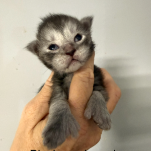 Smokey - Black Smoke Female Poly Maine Coon Kitten